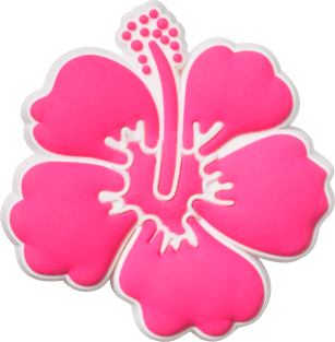 Rosa Hibiscus